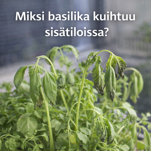 Miksi basilika kuihtuu sisätiloissa?