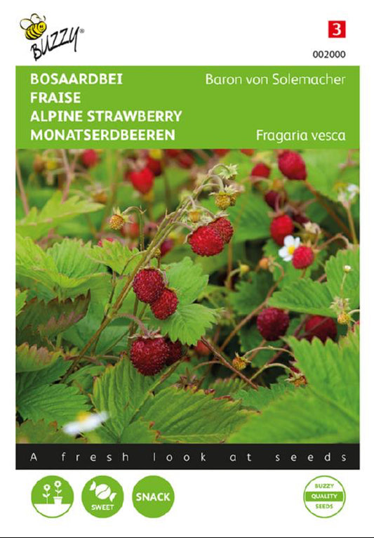 Baron von Solemacher metsämansikka siemenet – Fragaria vesca
