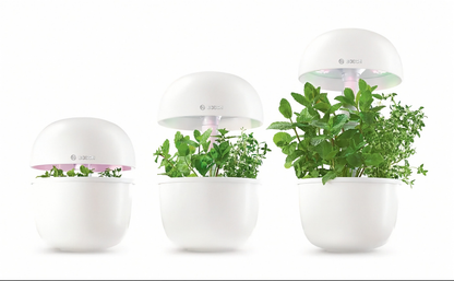 Bosch SmartGrow 3 -laitteessa kasvaa yrttejä optimaalisen valaistuksen alla.