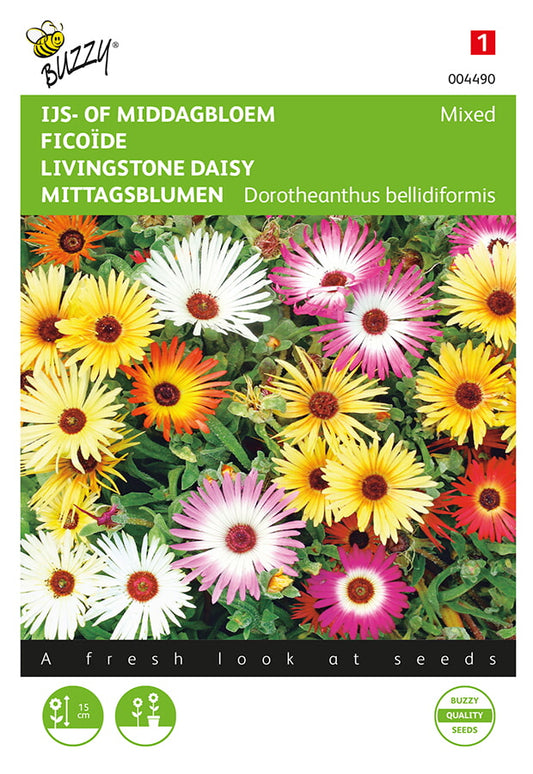 Kesäpäivänkukka Livingstone Daisy Mixed siemenpussi edestä – Buzzy®