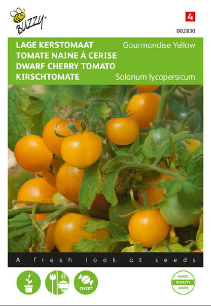 Gourmandise Yellow kääpiökirsikkatomaatti siemenet – Solanum lycopersicum