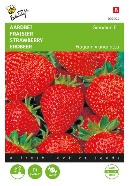 Grandian F1 mansikan siemenet – Fragaria × ananassa