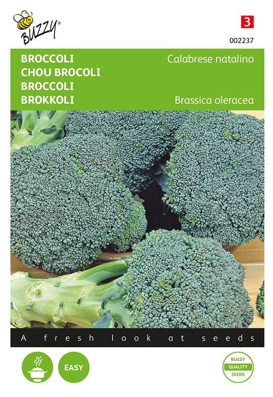 Siemenpussi, jossa parsakaali ‘Calabrese Natalino’ (Brassica oleracea), vihreitä parsakaalinuppuja kuvassa.