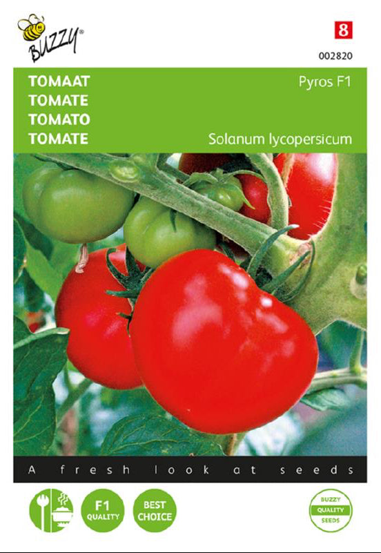 Pyros F1 tomaatti siemenet – Solanum lycopersicum
