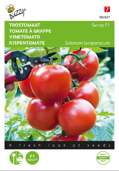 Serrat F1 terttutomaatti siemenet – Solanum lycopersicum