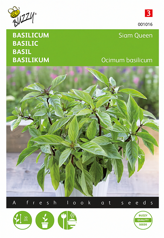Thaibasilika ‘Siam Queen’ – Buzzy Seeds -siemenpussin etupuoli thaibasilikan kuvalla