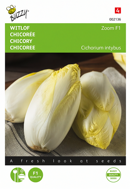 Front of the Buzzy® Zoom F1 Brussels Chicory (Cichorium intybus) seed packet.